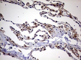 USP44 Antibody (aa420-712, clone OTI1D1)