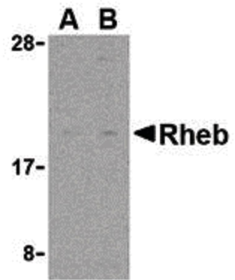 RHEB Antibody