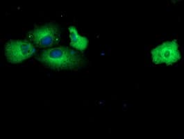 MAB21L3 / C1orf161 Antibody (clone OTI2A3)
