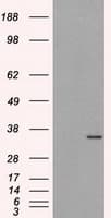 ELAVL1 / HUR Antibody (clone OTI14F4)