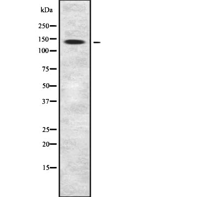 FLII / FLI Antibody