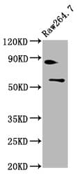 Polyclonal Rabbit anti-Human BAF60B / SMARCD2 Antibody (IHC, WB)