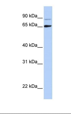 DGCR8 Antibody (aa180-229)
