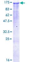Human MAP3K13 / LZK Protein (Recombinant GST)