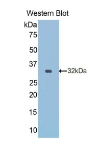 RELN / Reelin Antibody (aa2400-2610, Biotin)