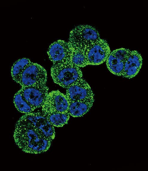 Polyclonal Rabbit anti-Human ADH1C Antibody (aa231-260, IHC, IF, WB)