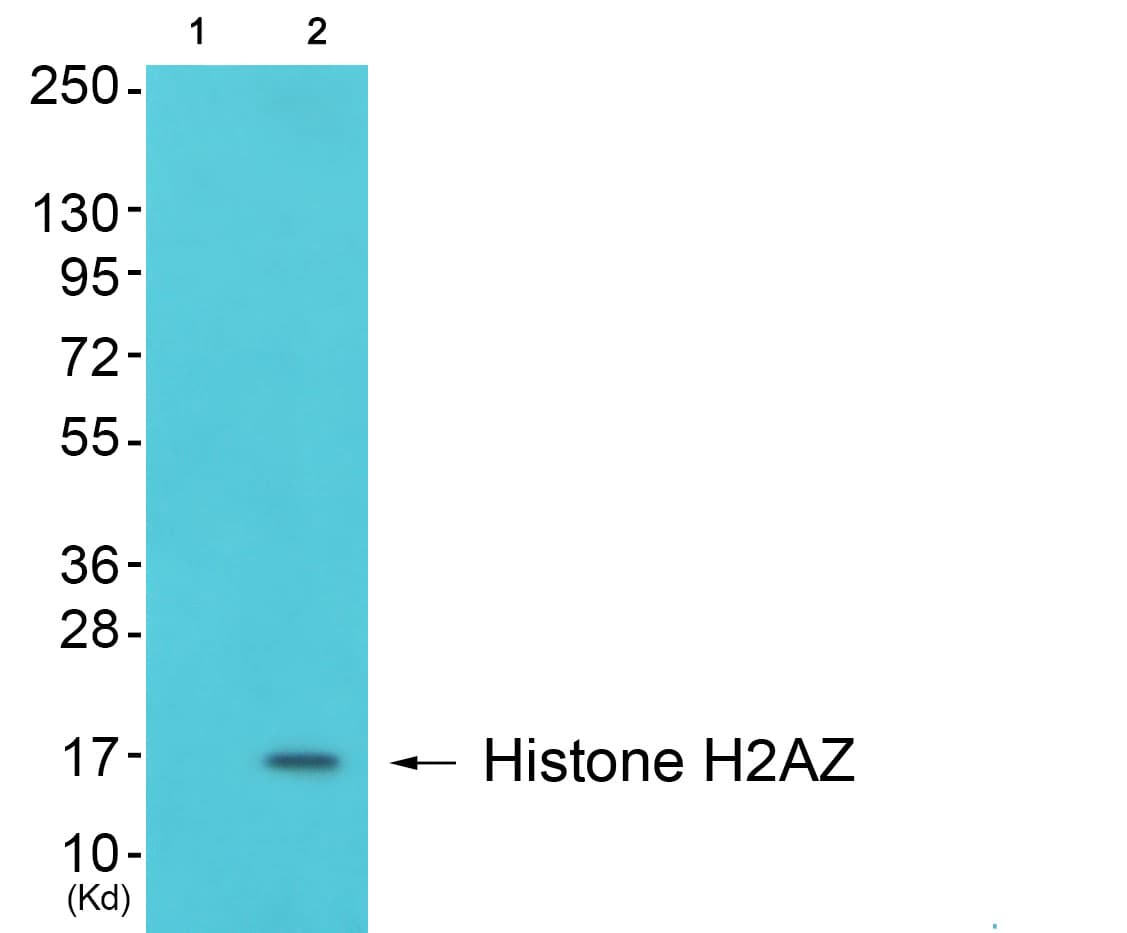 H2AFZ / H2A.z Antibody
