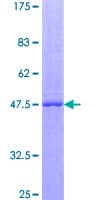 Human LIF Protein (Recombinant GST)