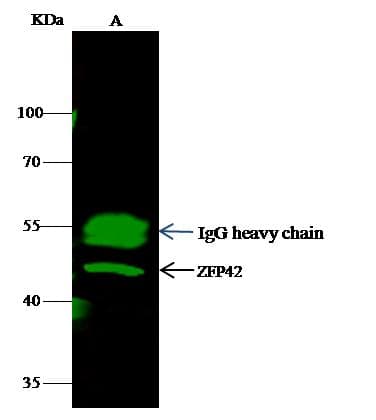 Polyclonal Rabbit anti-Human PREX1 / P-REX1 Antibody (Preservative Free, WB)