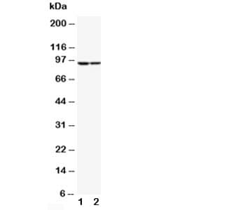 STAT1 Antibody (aa364-378)