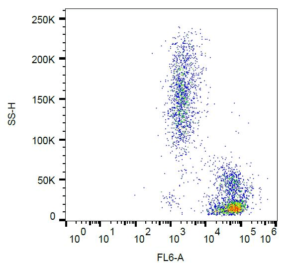 ICAM2 / CD102 Antibody (clone CBR-IC2/2)