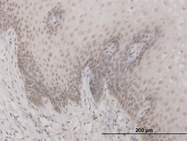 SAP30 Antibody (clone 4D2)