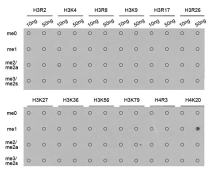 Histone H4 Antibody (Mono-Methyl-Arg20)