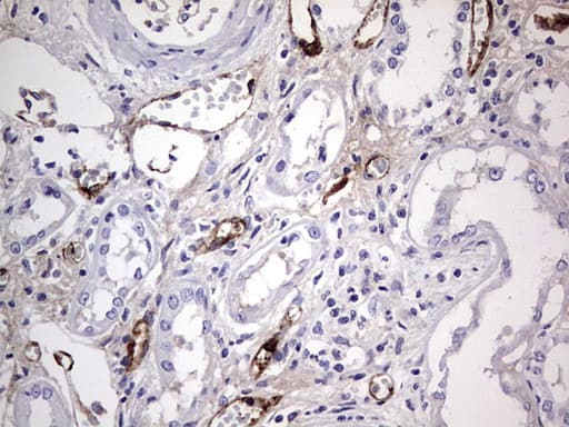 VWF / Von Willebrand Factor Antibody (aa764-1263, clone OTI6C7)