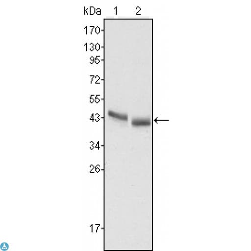 PGA5 / Pepsin A Antibody