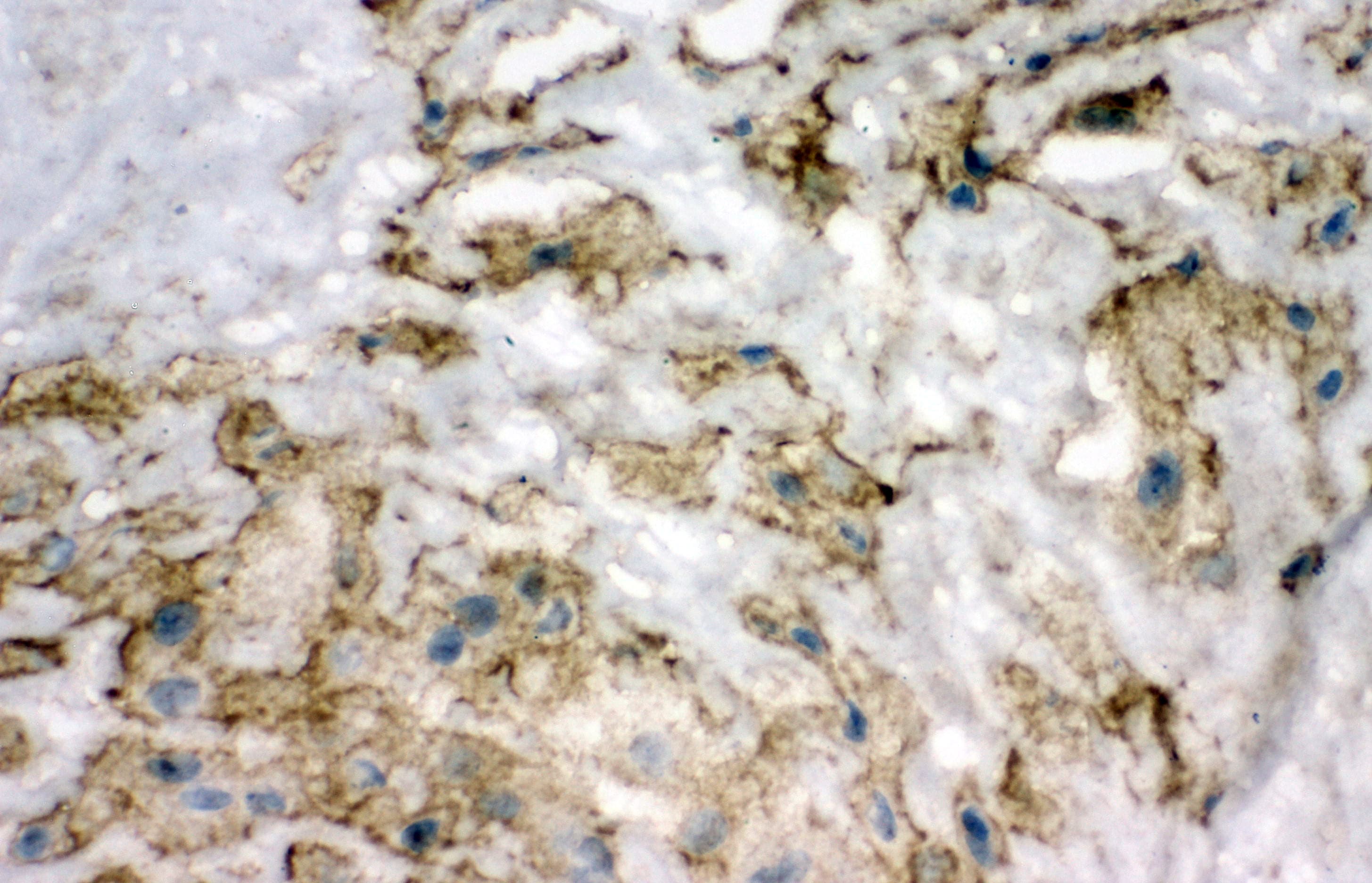 SOD3 Antibody (aa41-56)