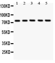 UBB / Ubiquitin B Antibody