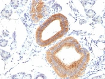 CD86 Antibody (clone C86/1146)