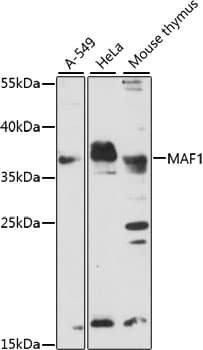 MAF1 Antibody