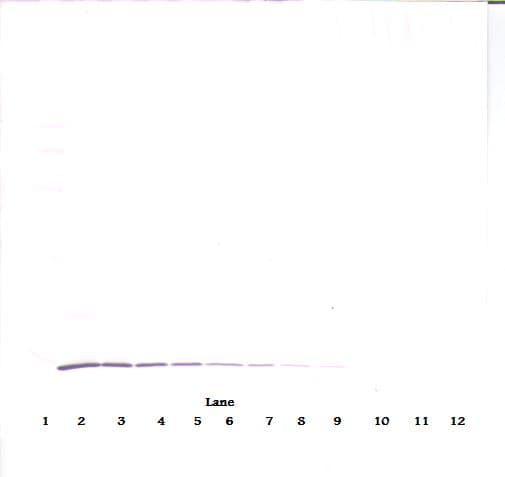 Monoclonal Mouse anti-Human IL4 Antibody (WB)