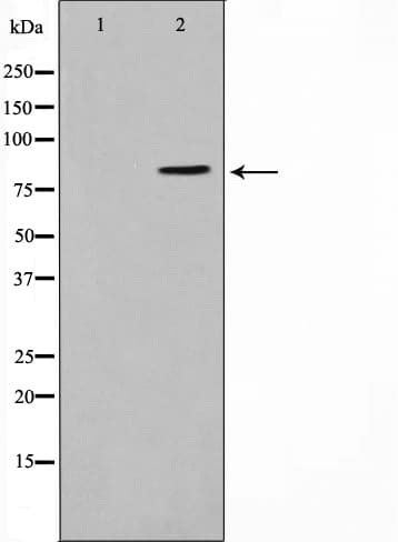 STAT1 Antibody