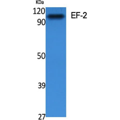EEF2 / Elongation Factor 2 Antibody (1-80 aa)