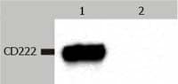 Monoclonal Mouse anti-Human IGF2R / CD222 Antibody (clone MEM-238, WB)
