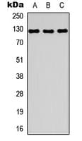 MYBPC1 Antibody (Internal)