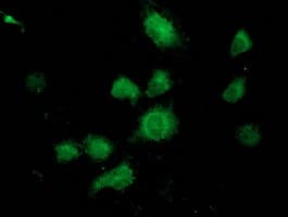 UBXN2B Antibody (clone OTI1G8, Carrier-free)
