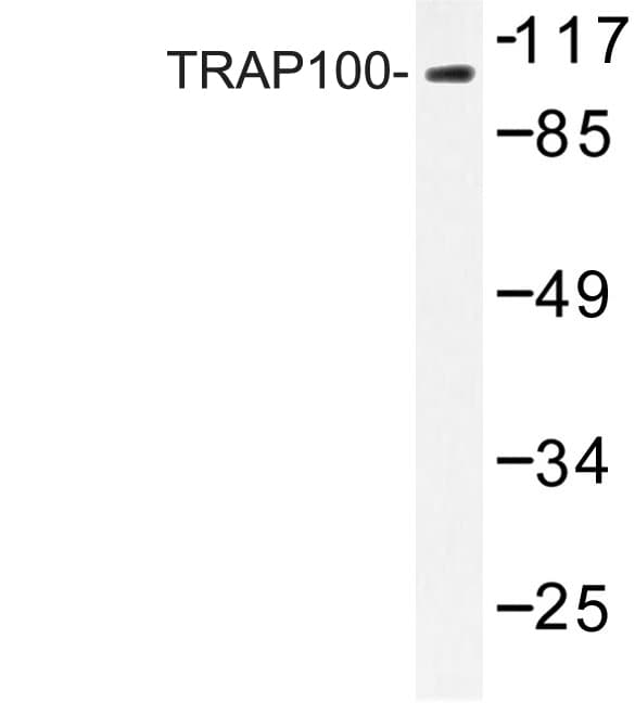 IHC-plus™ MED24 / TRAP100 Antibody (aa801-850)