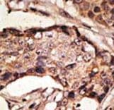 Polyclonal Rabbit anti-Human SIGLEC9 Antibody (aa385-415, IHC, WB)