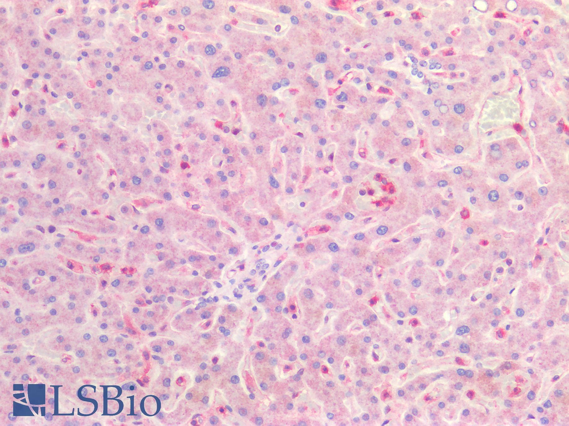 PathPlus™ CLDN5 / Claudin 5 Antibody (aa169-218)