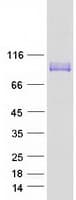 Human LRRC8A / LRRC8 Protein (Recombinant Myc-DDK (Flag))
