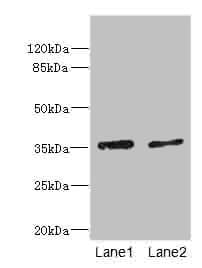 EFNB3 / Ephrin B3 Antibody