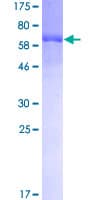 Human MAPK8 / JNK1 Protein (Recombinant GST)