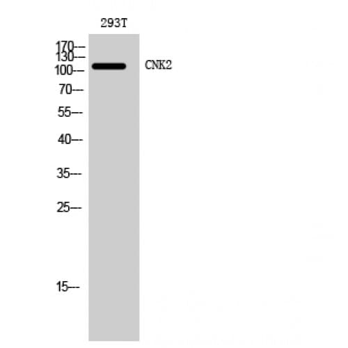 CNKSR2 Antibody (610-690 aa, Internal)