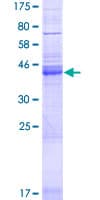 Human NRSN1 Protein (Recombinant GST)