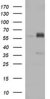 ZSCAN21 / Zipro1 Antibody (clone OTI3D4)