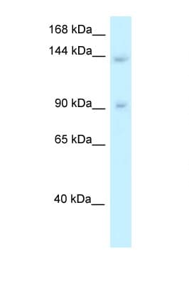 TRERF1 Antibody (aa957-1006)