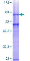 Human GABRG1 Protein (Recombinant GST)
