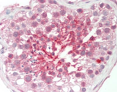 SERPINA5 / PCI Antibody (aa326-375)