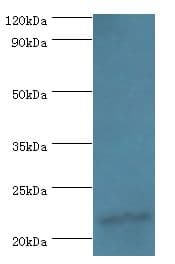IFNA4 / Interferon Alpha 4 Antibody (aa24-189, HRP)