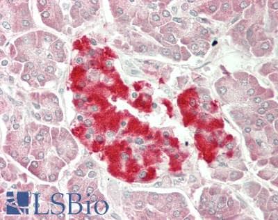 SERPINB2 / PAI-2 Antibody (clone 1F6, Carrier-free)