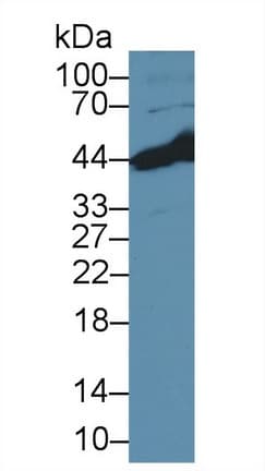 BCAT2 Antibody
