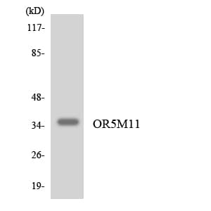 Polyclonal Rabbit anti-Human OR5M11 Antibody (aa223-272, WB)
