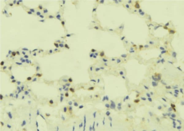 Polyclonal Rabbit anti-Human GPR78 Antibody (IHC, WB)