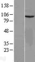 VEPH1 Protein (Over-Expression Lysate Myc-DDK (Flag))