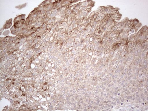 GRN / Granulin Antibody (aa327-593, clone OTI3B3)