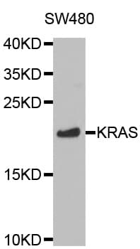 KRAS Antibody