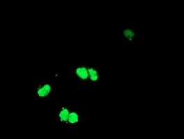 ELK3 / NET Antibody (clone OTI7F1)